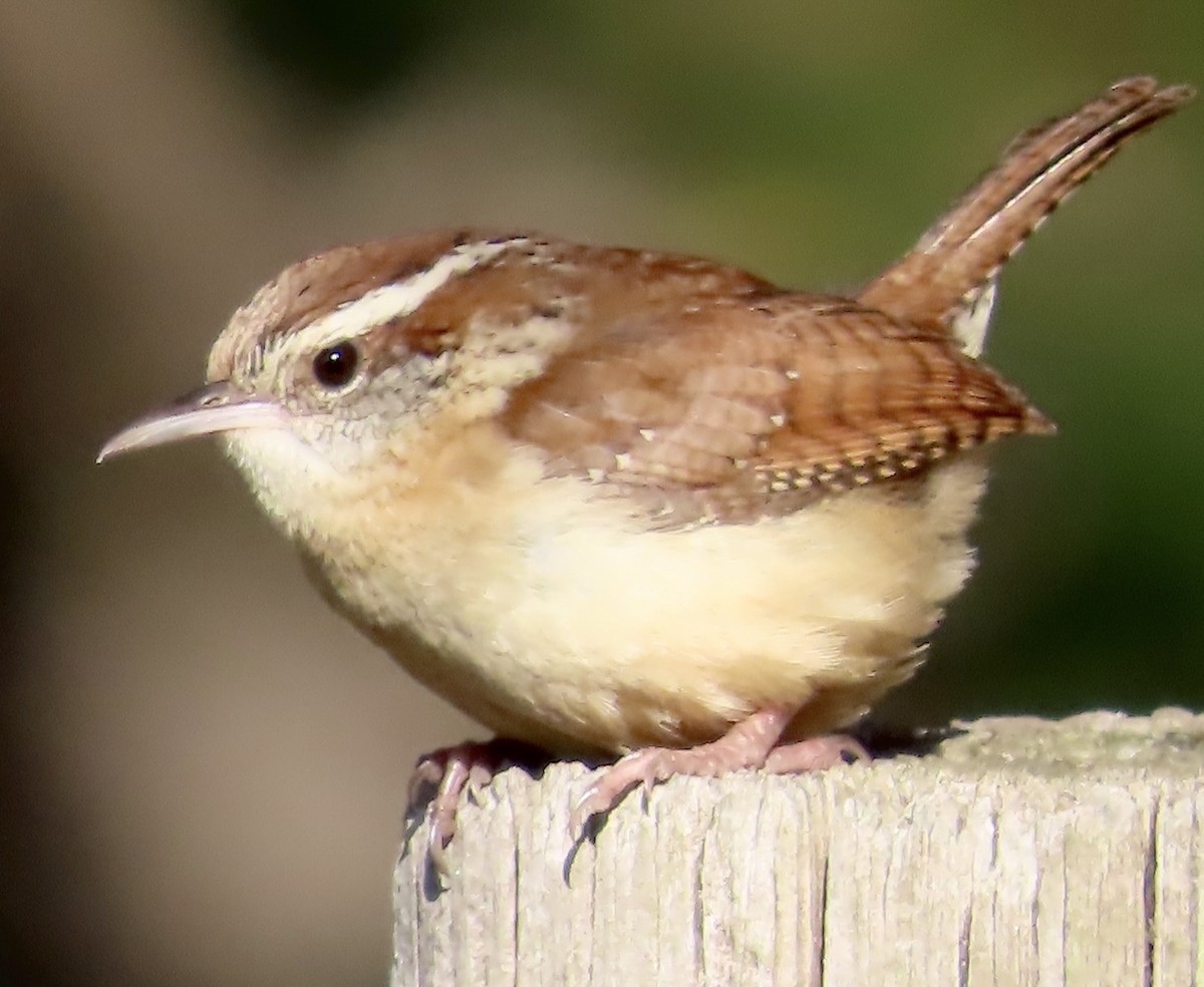 Carolina Wren - ML542832031