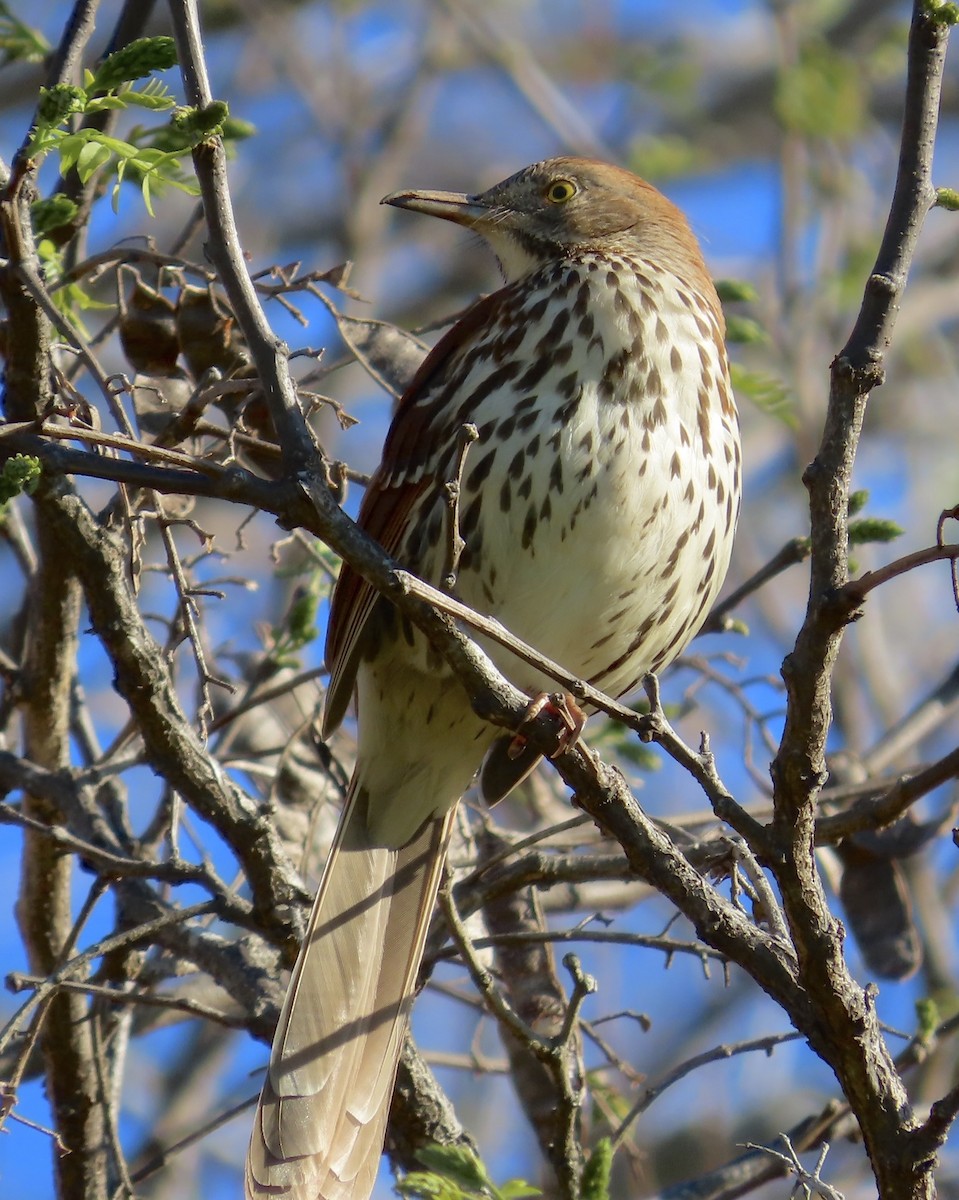 Brown Thrasher - ML542832171