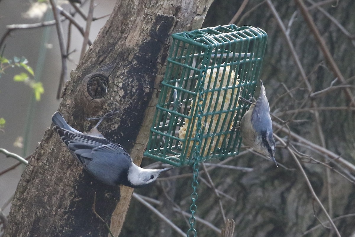 White-breasted Nuthatch (Eastern) - ML542832361