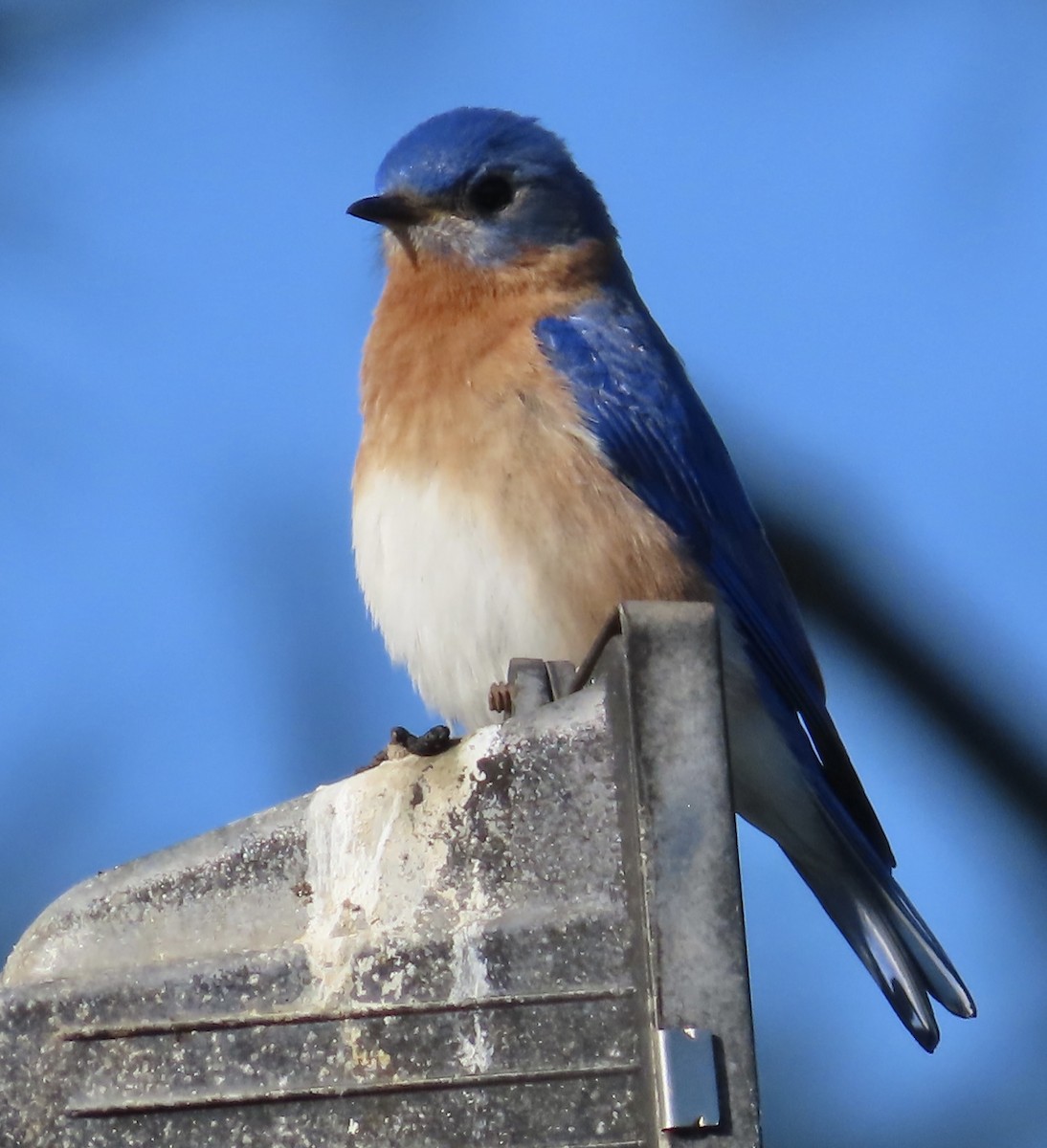 Eastern Bluebird - ML542832391