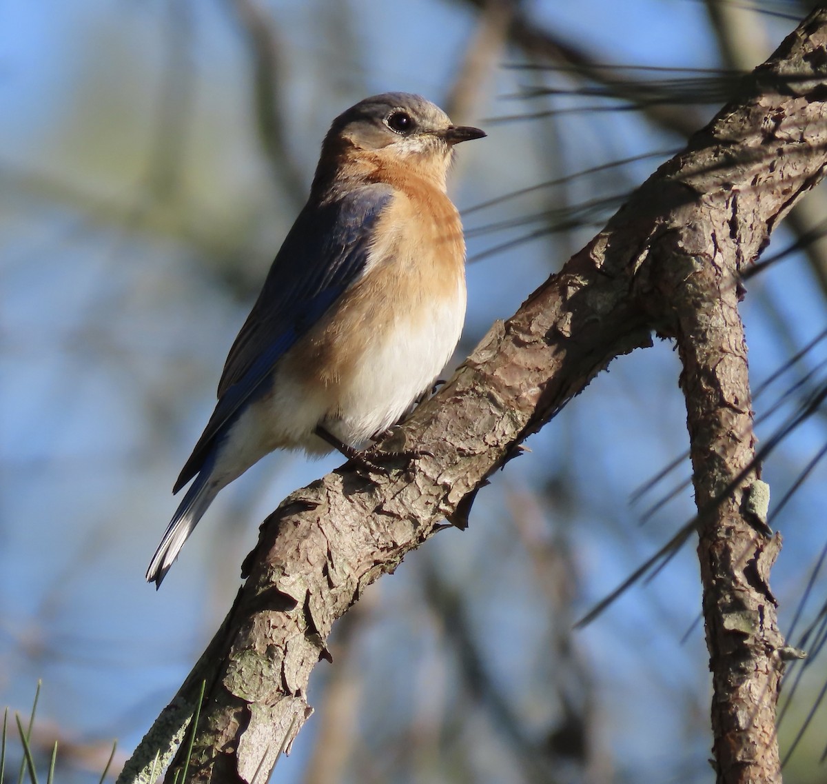 Eastern Bluebird - ML542832411