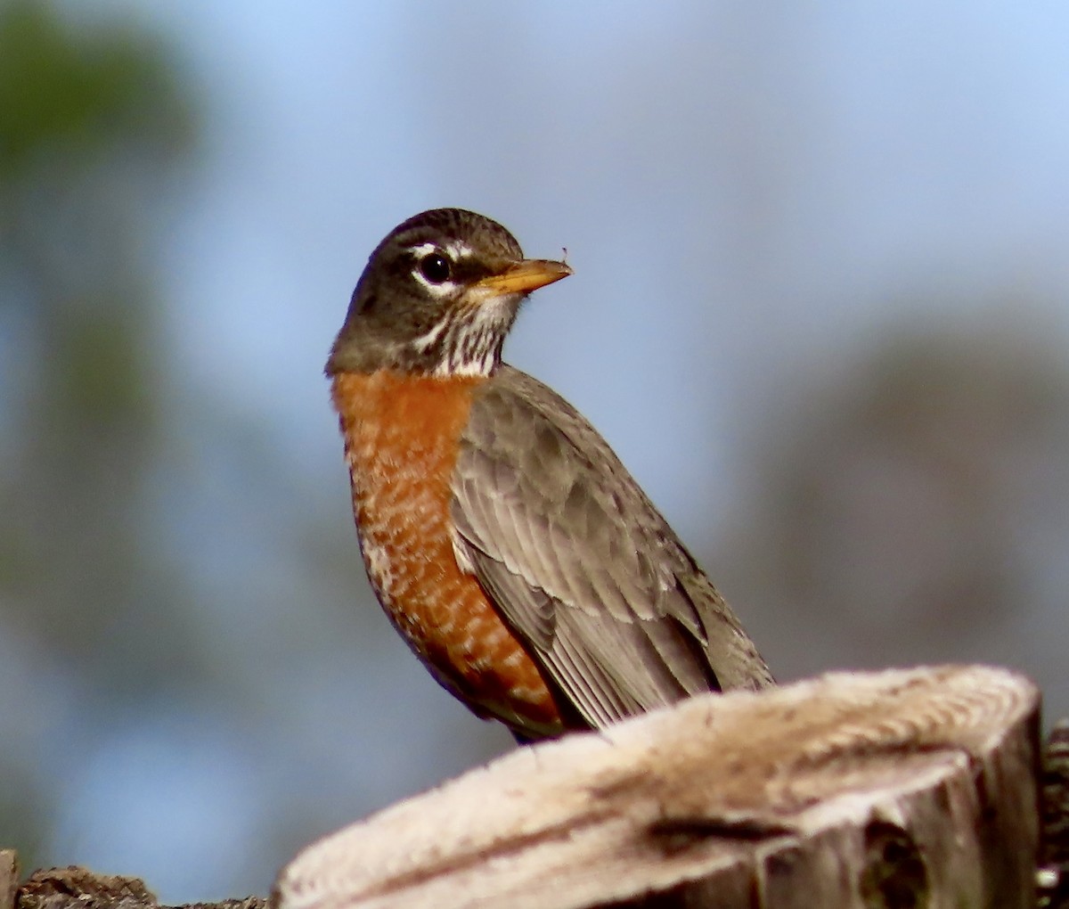 American Robin - ML542832581