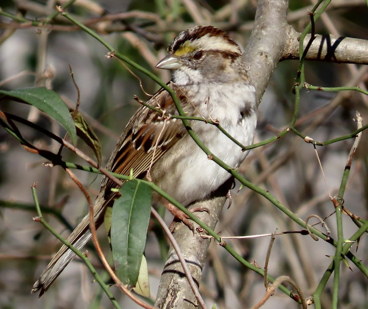 White-throated Sparrow - ML542832871