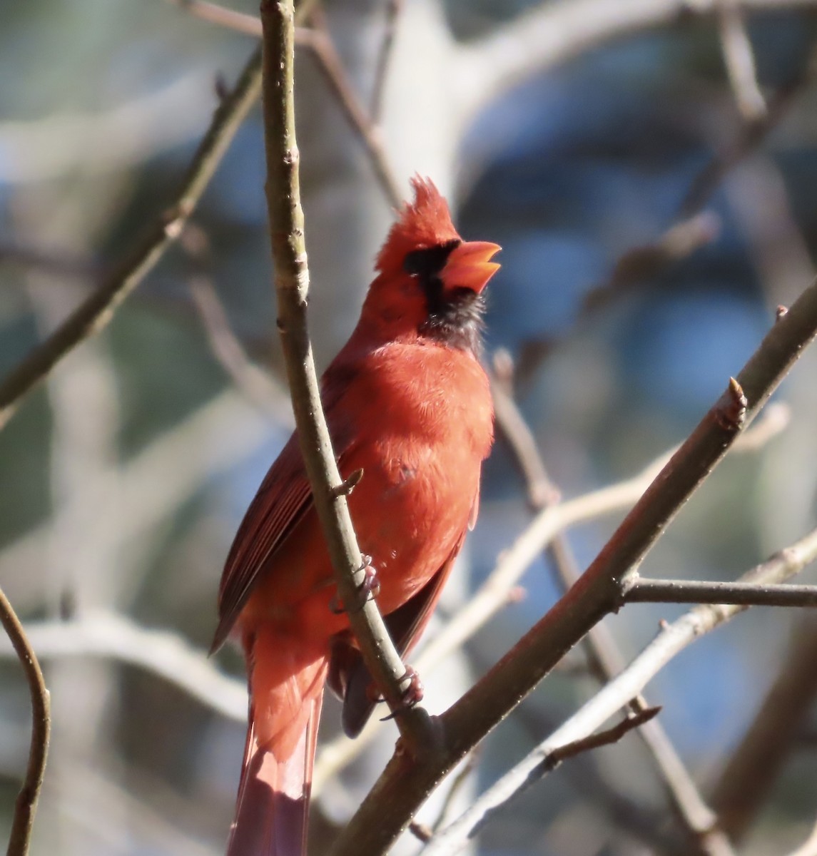 Northern Cardinal - ML542833201