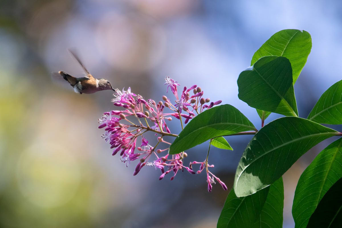 Bumblebee Hummingbird - ML542833301