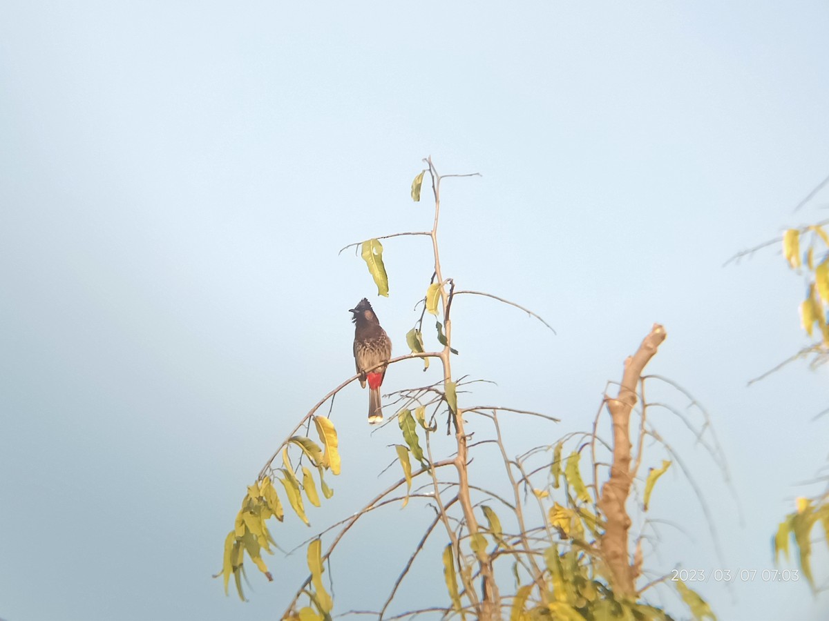 Bulbul à ventre rouge - ML542833521