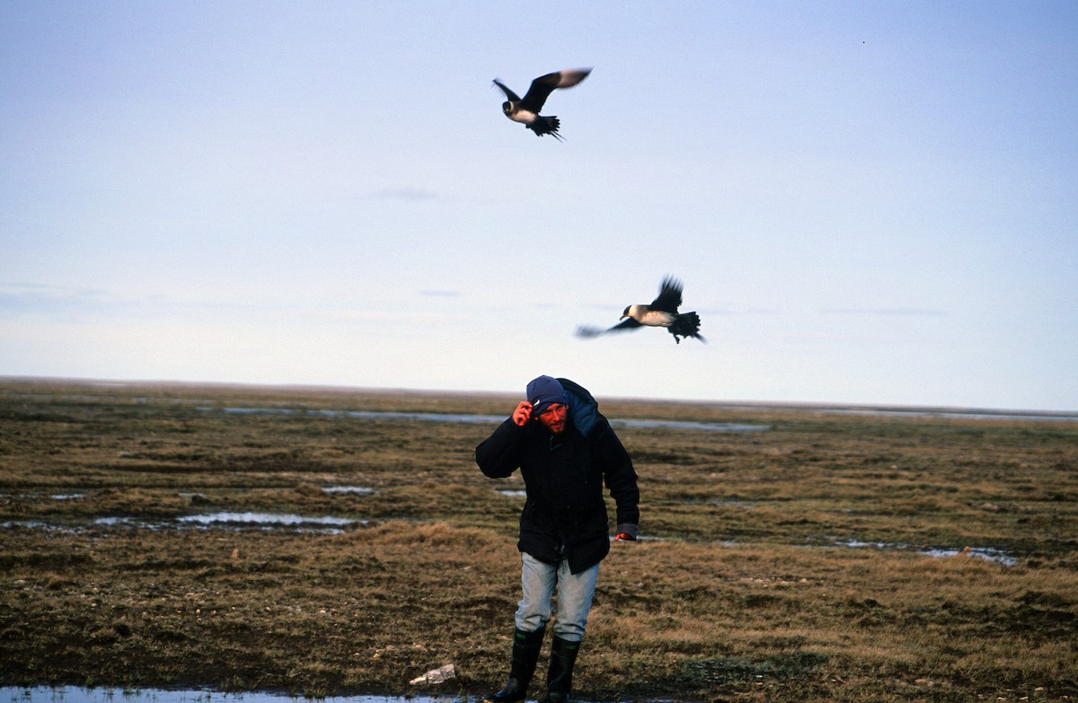 Parasitic Jaeger - ML542833621