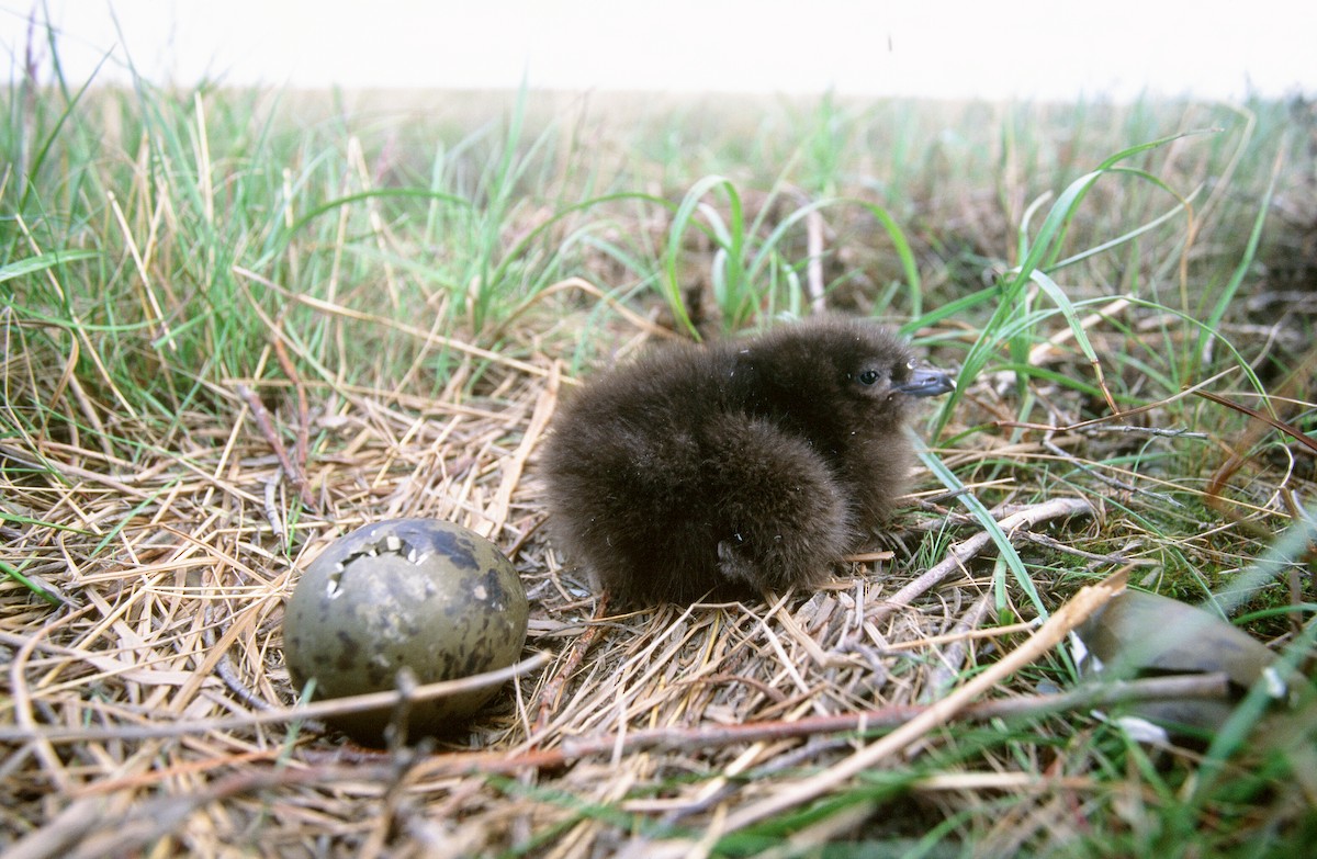 Parasitic Jaeger - ML542833631