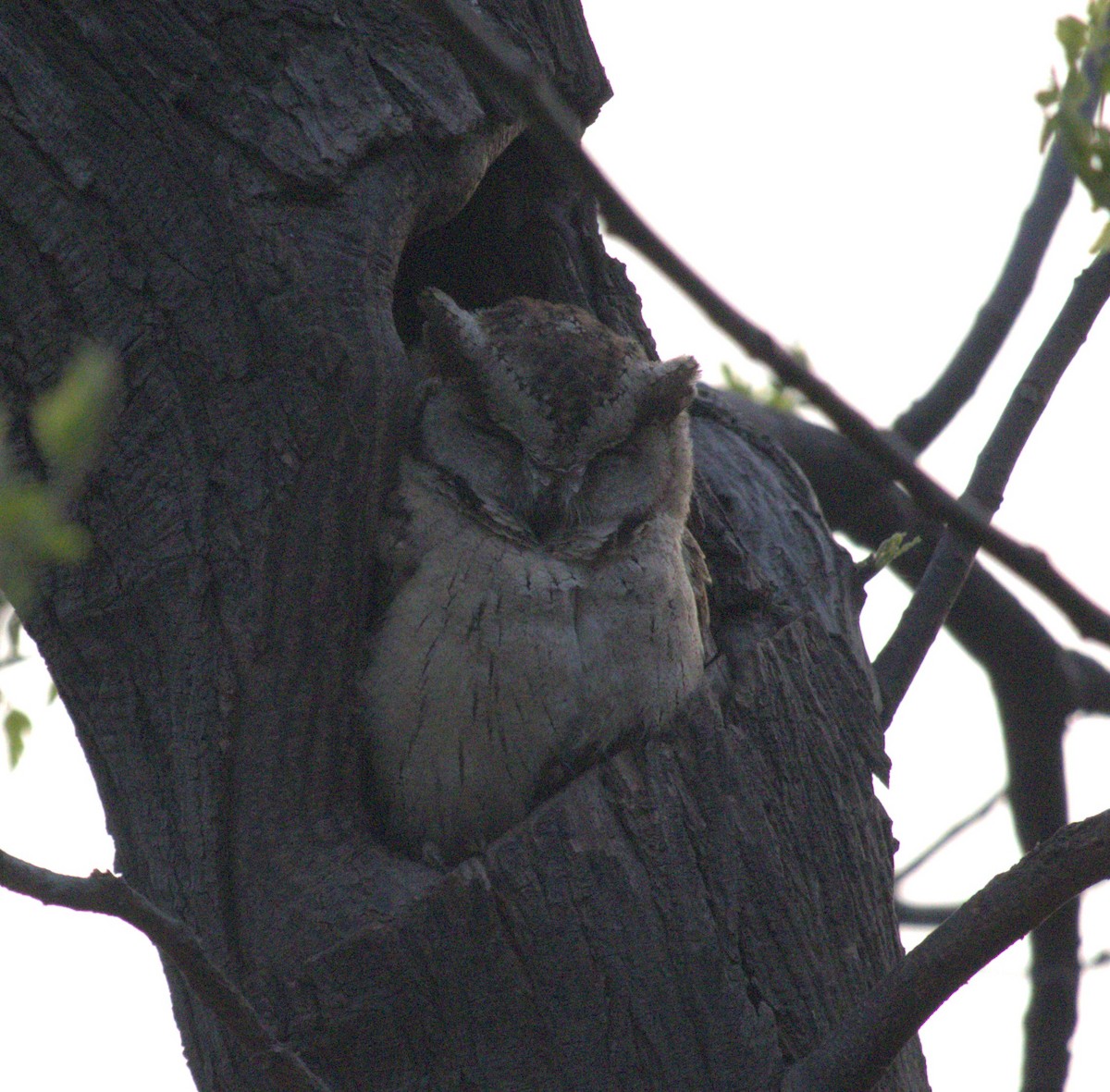 Indian Scops-Owl - ML542833741