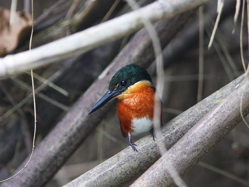 American Pygmy Kingfisher - Amy McAndrews