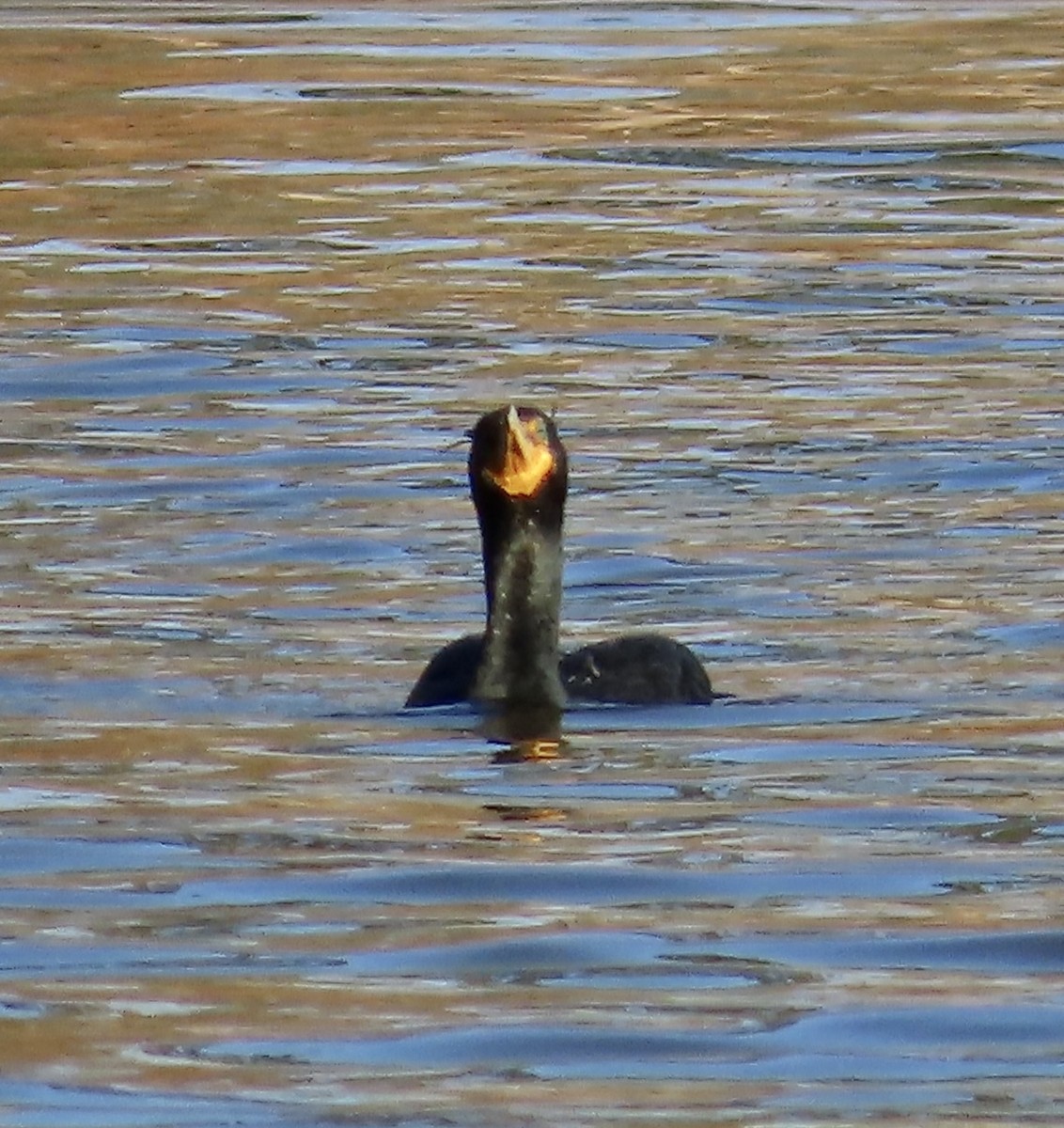 Double-crested Cormorant - Lawrence Zoller