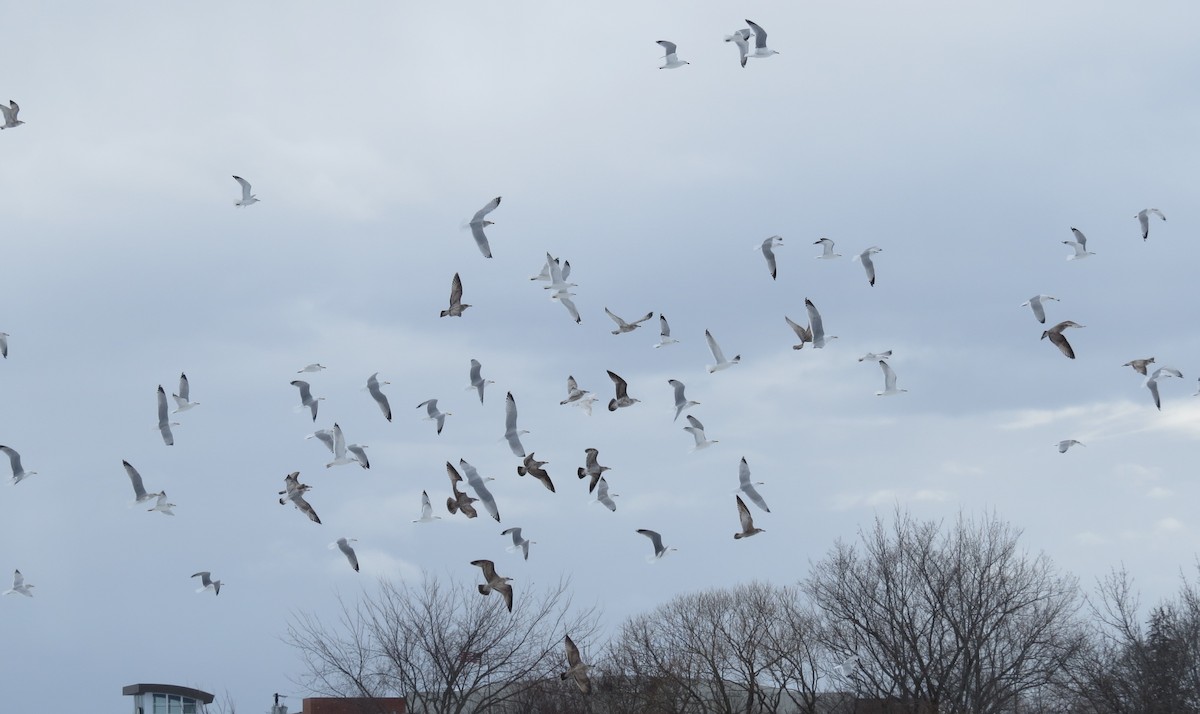 Herring Gull - ML542834071