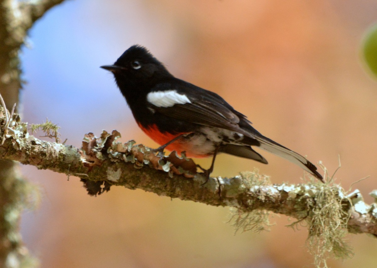 Painted Redstart - ML542834301