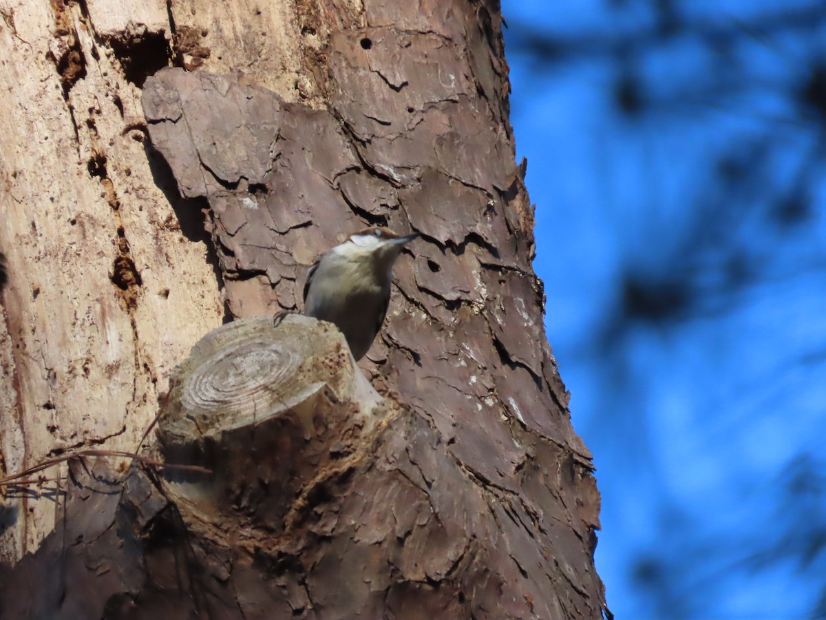 Brown-headed Nuthatch - Lawrence Zoller