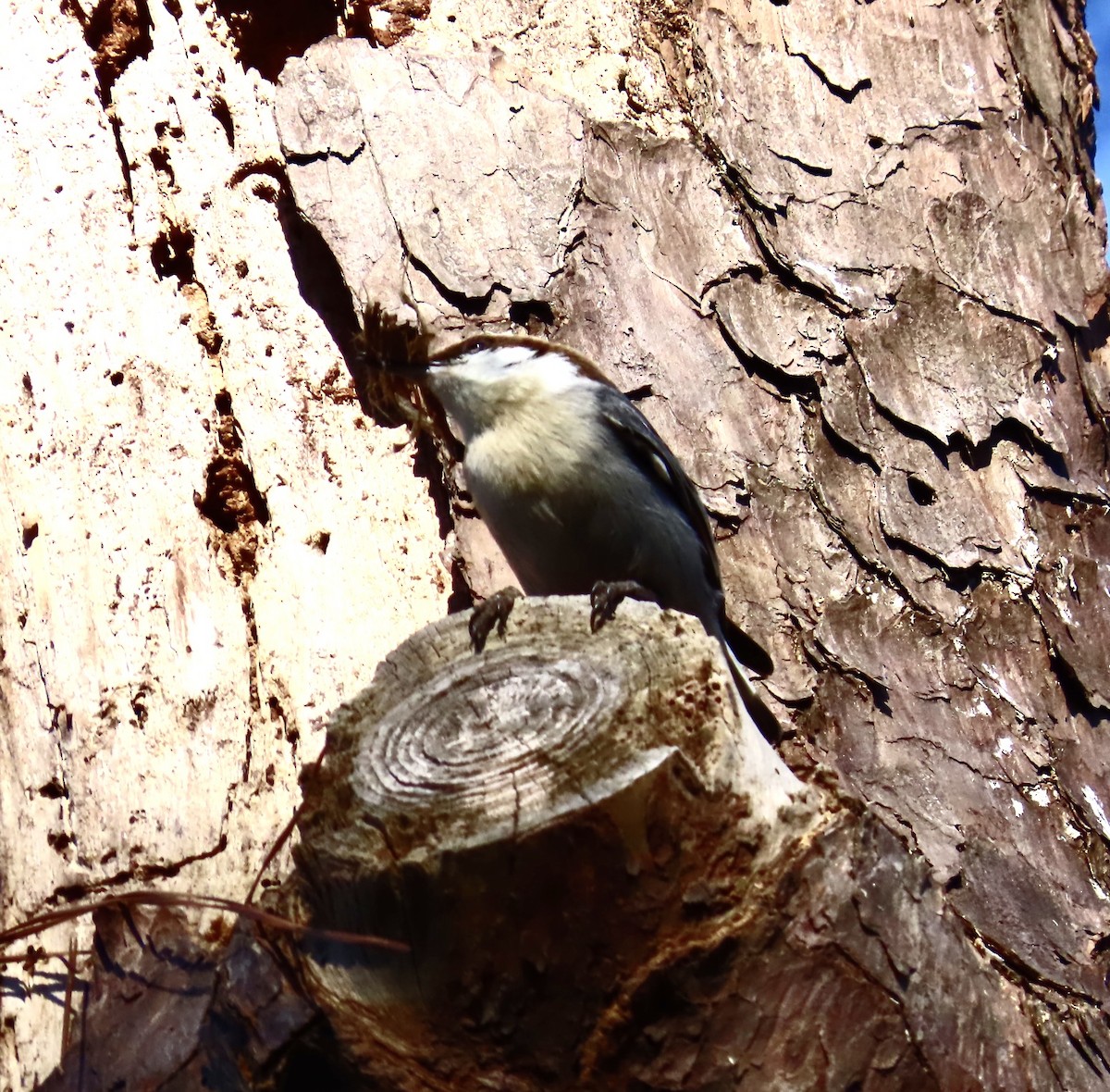 Brown-headed Nuthatch - Lawrence Zoller