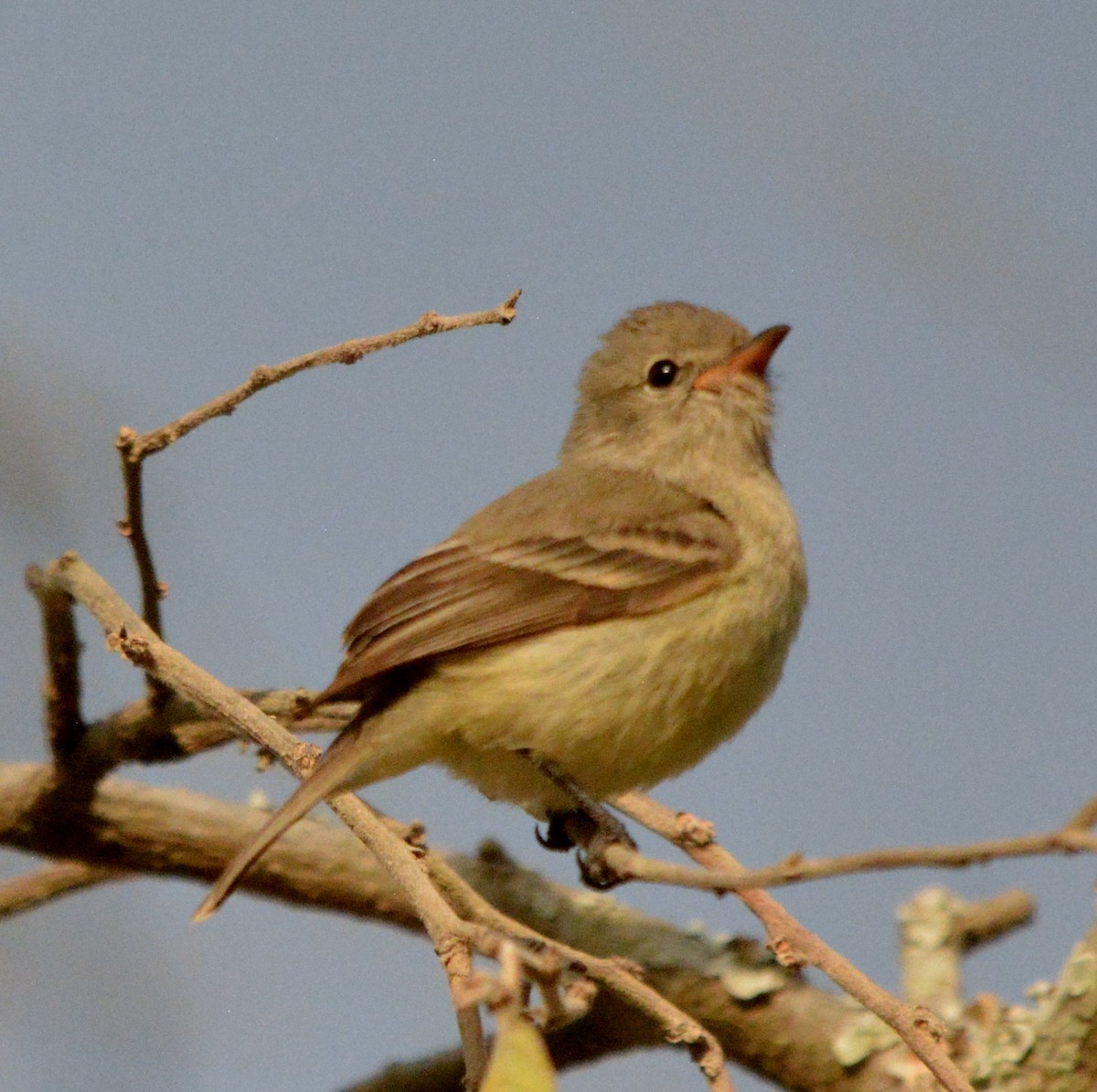 Northern Beardless-Tyrannulet - ML542834491