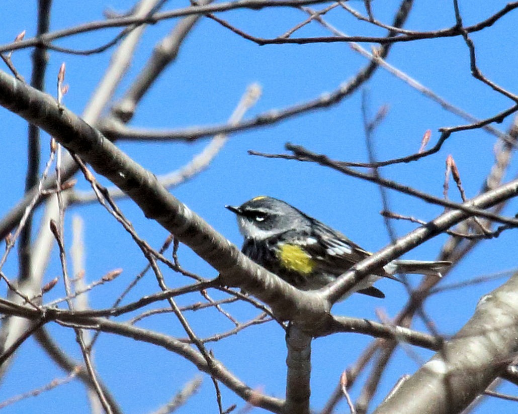 lesňáček žlutoskvrnný (ssp. coronata) - ML54283451