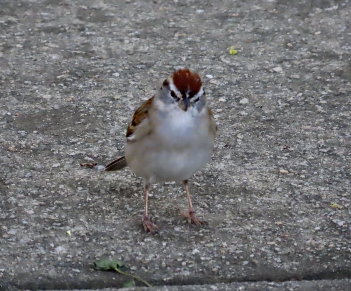 Chipping Sparrow - ML542834541