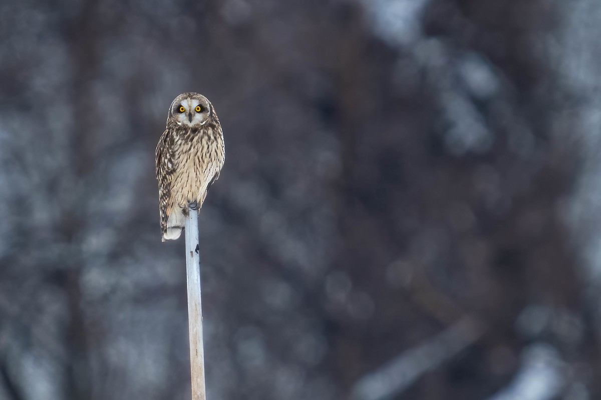 Short-eared Owl - Greg Borrelly