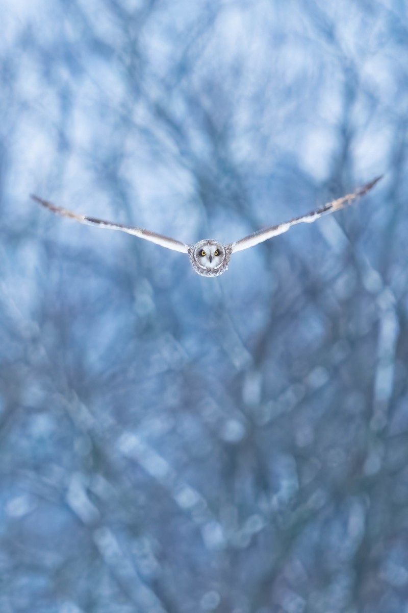 Short-eared Owl - Greg Borrelly