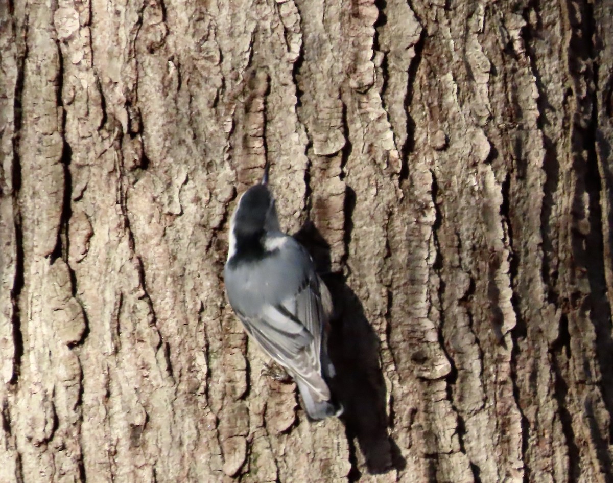 White-breasted Nuthatch - ML542834821