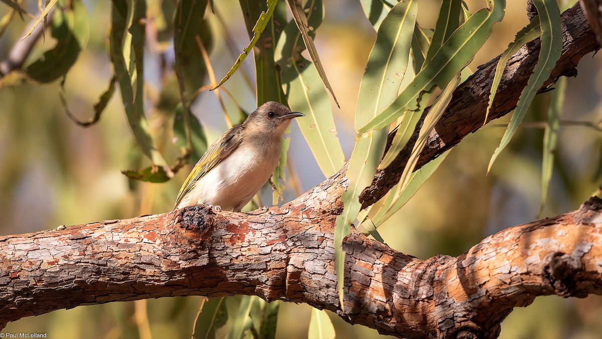 Rufous-banded Honeyeater - ML542835171