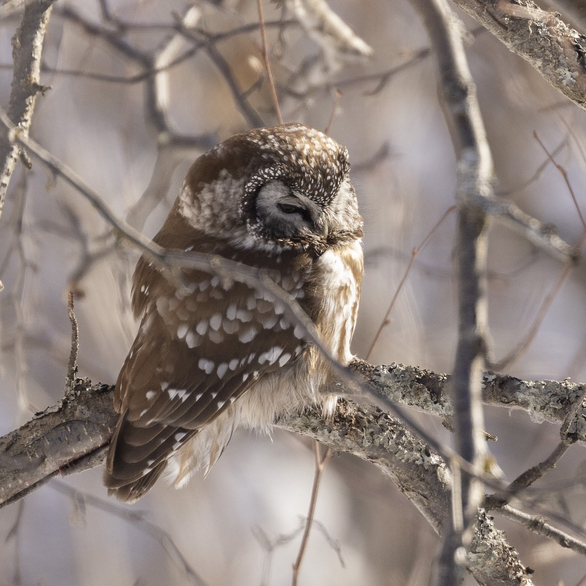 Boreal Owl - ML542835521