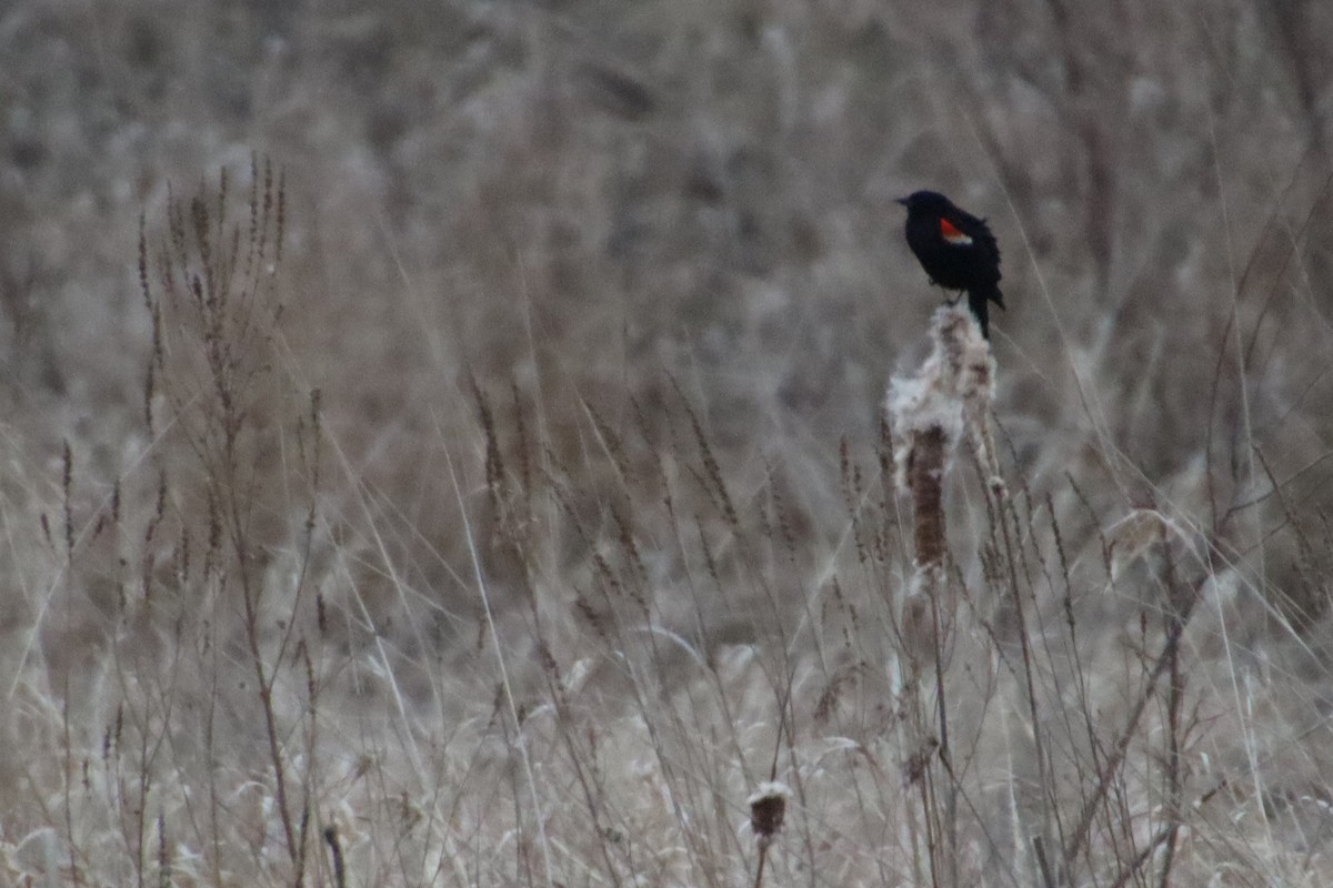 Red-winged Blackbird - Beth Norman