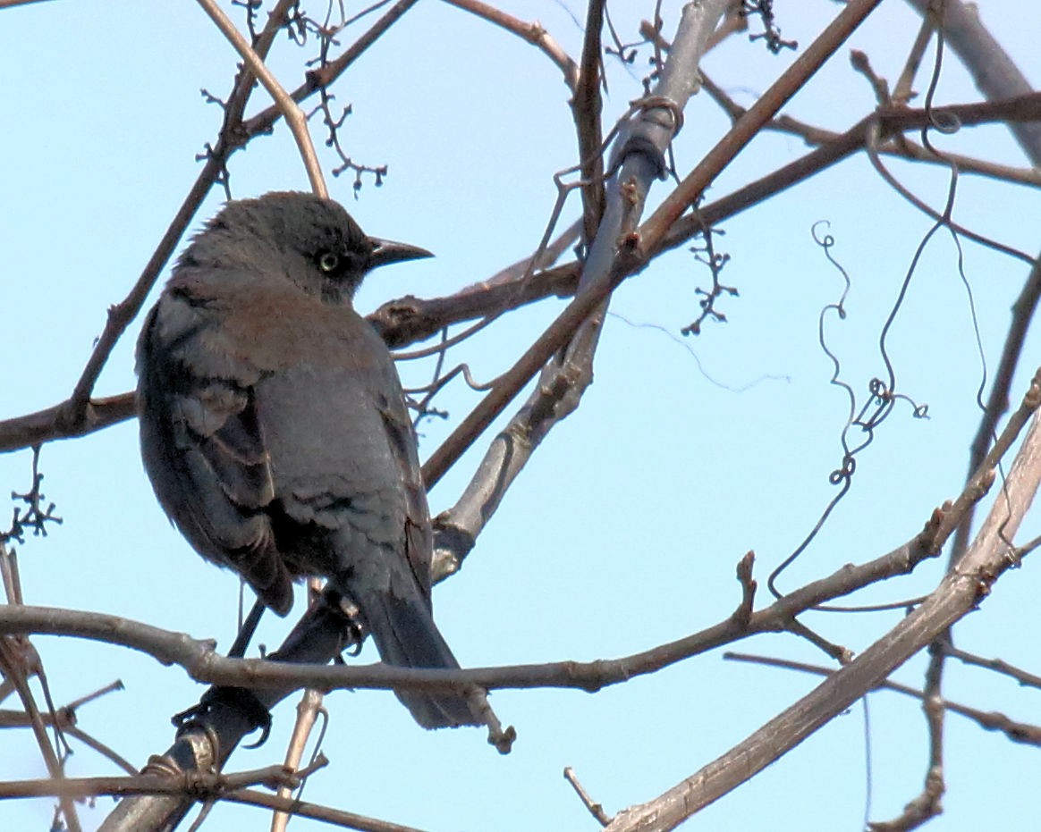 Rusty Blackbird - ML54283571