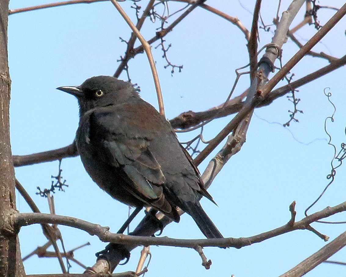 Rusty Blackbird - ML54283581