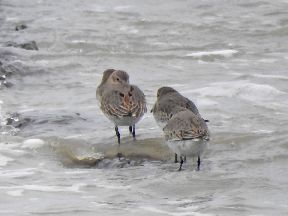 Dunlin - ML542836401