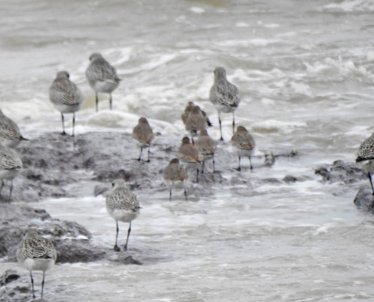 Dunlin - ML542836411