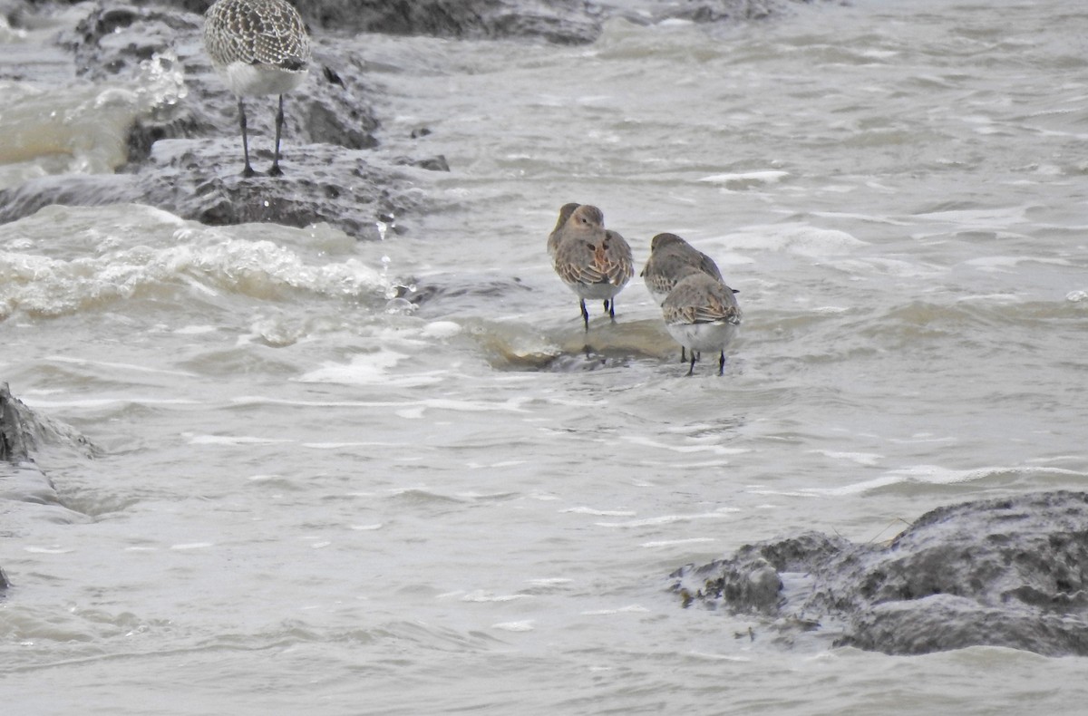 Dunlin - ML542836421