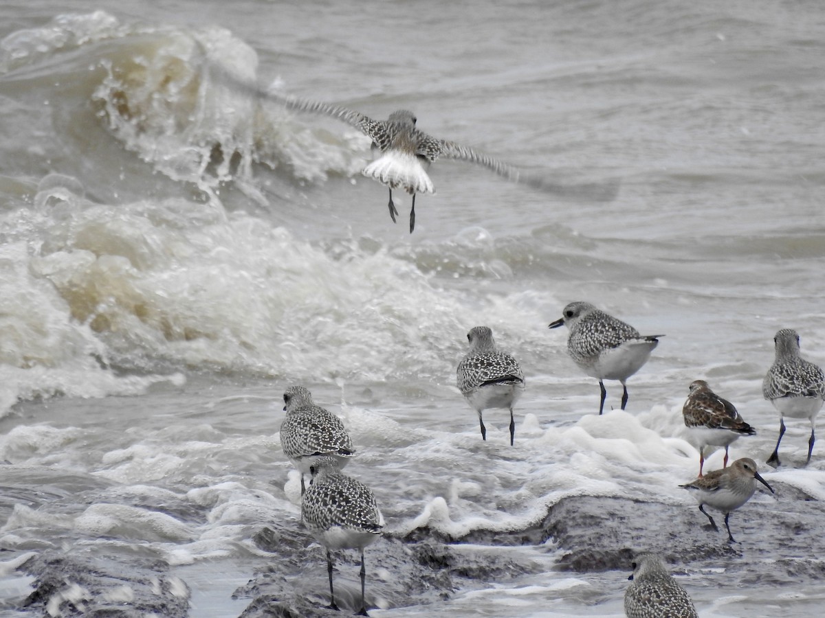 Dunlin - ML542836441