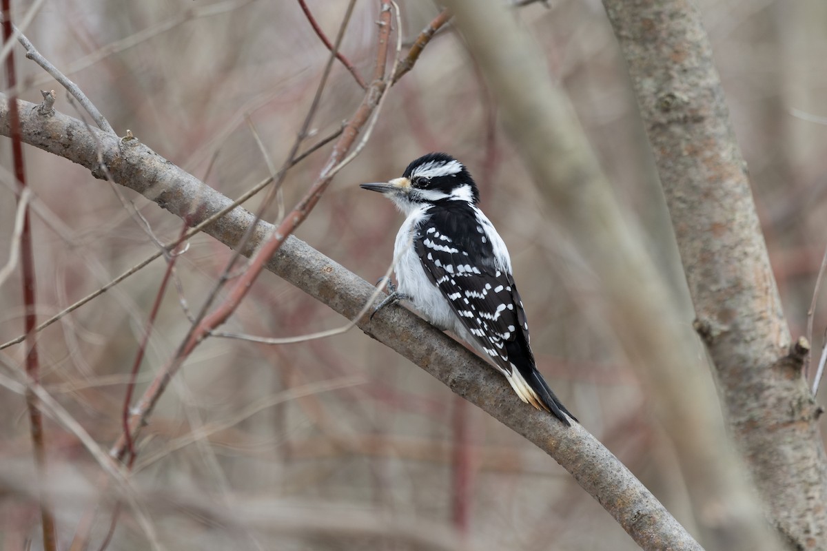 Hairy Woodpecker - ML542836481