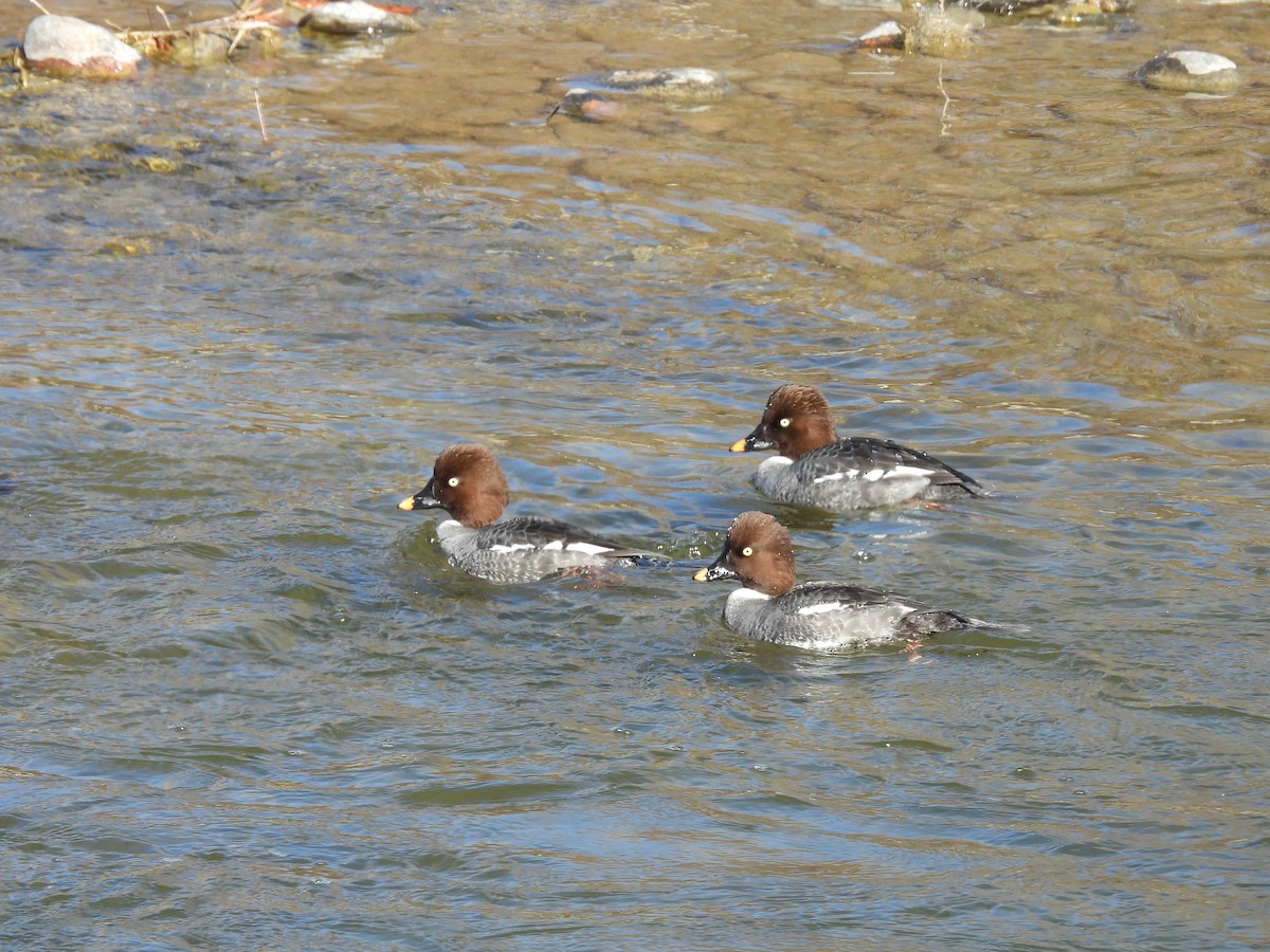 Common Goldeneye - Tanja Britton