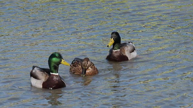 Canard colvert - ML542837491