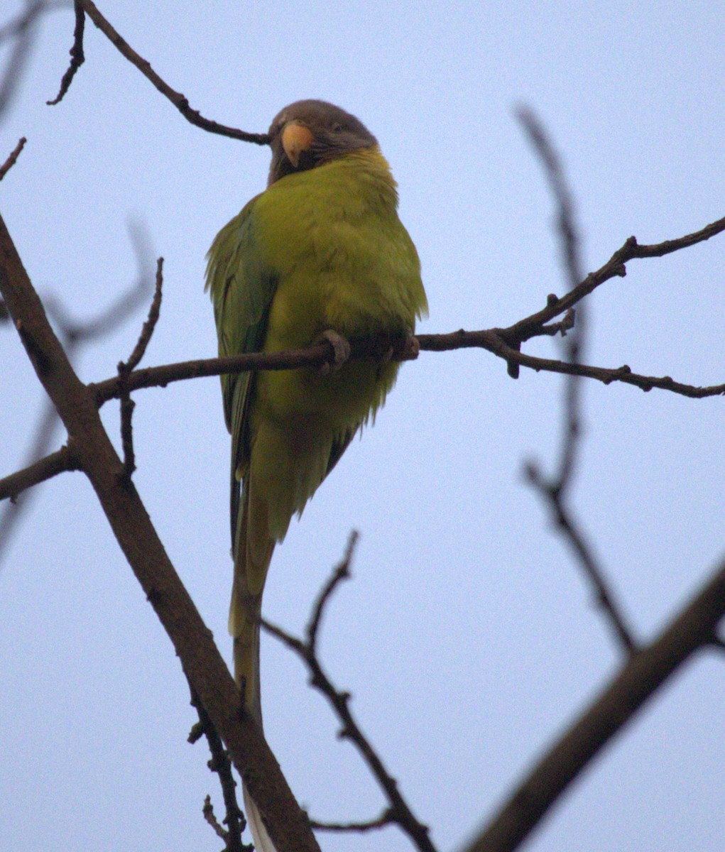 Plum-headed Parakeet - ML542837671