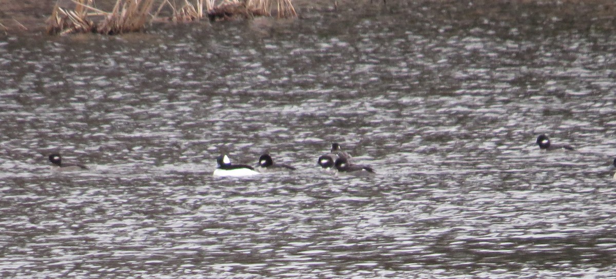 Bufflehead - ML542838421