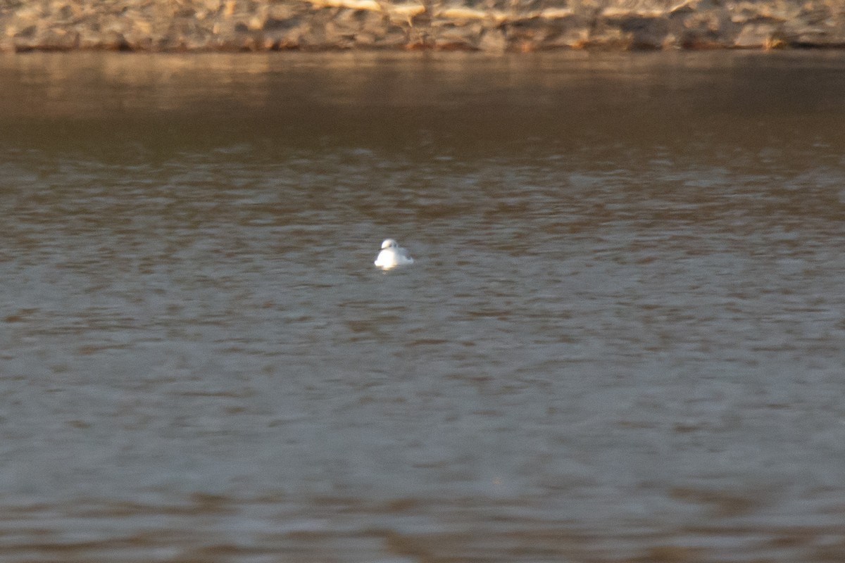 Bonaparte's Gull - ML542838441