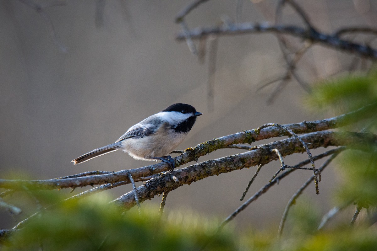 Mésange à tête noire - ML542838751