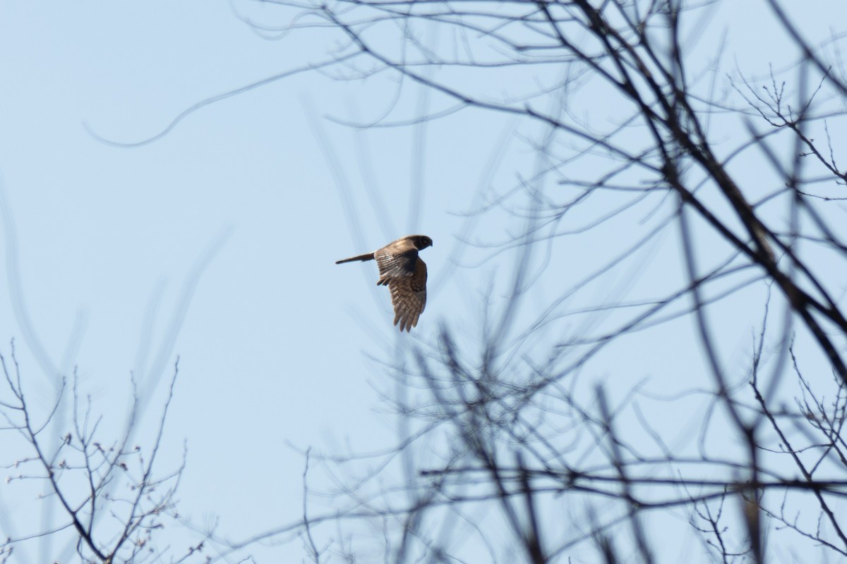 Northern Harrier - ML542838831