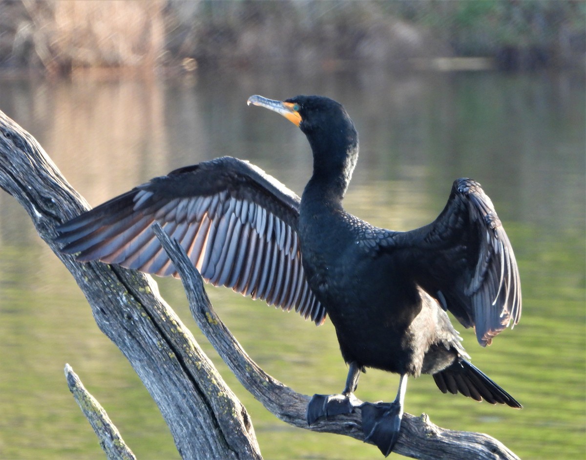 Double-crested Cormorant - ML542838951