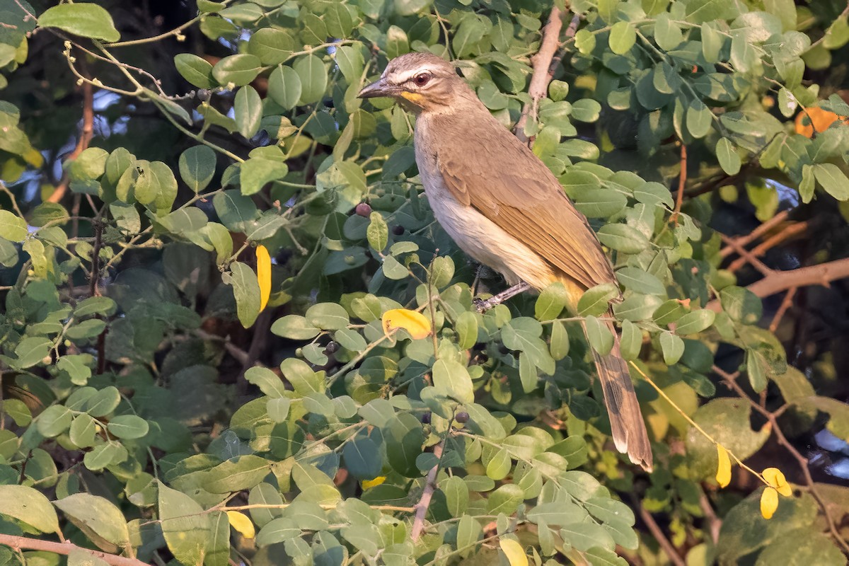 White-browed Bulbul - ML542839741