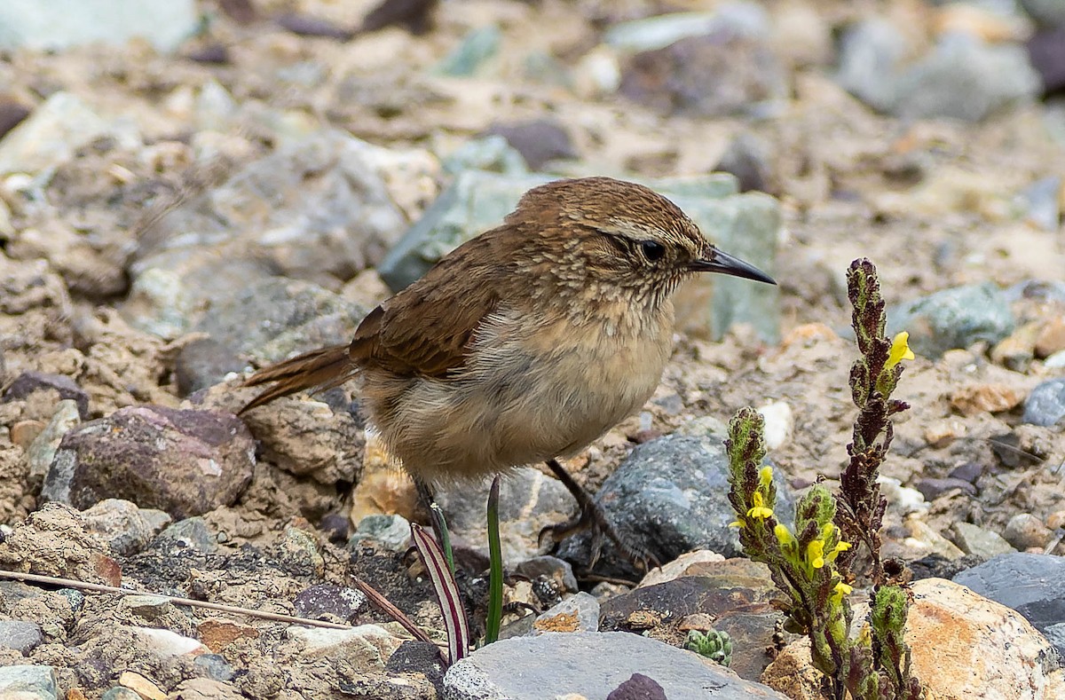 Streak-throated Canastero - Anonymous