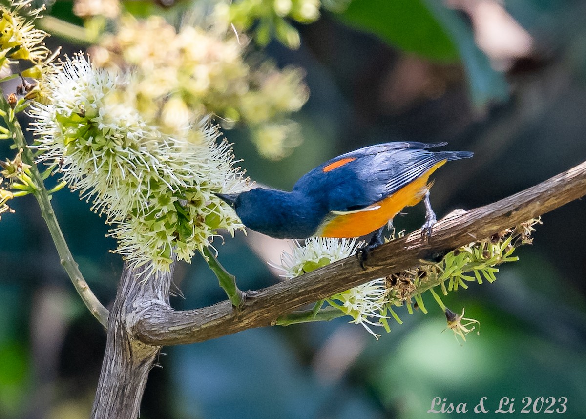 Orange-bellied Flowerpecker - ML542840391