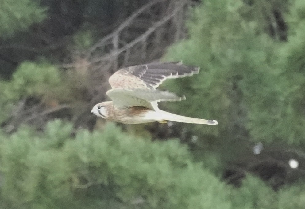 Nankeen Kestrel - ML542841211