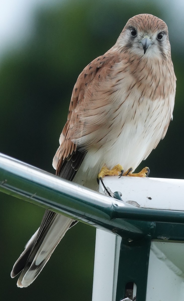 Nankeen Kestrel - Alan Coates