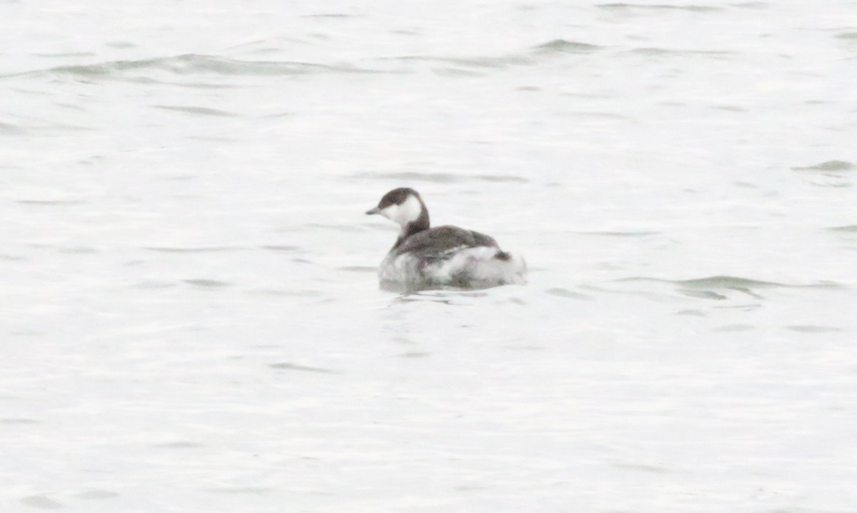 Horned Grebe - ML542841651