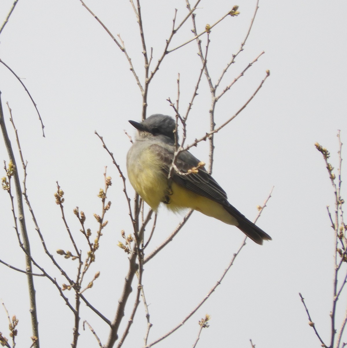 Cassin's Kingbird - ML542842121